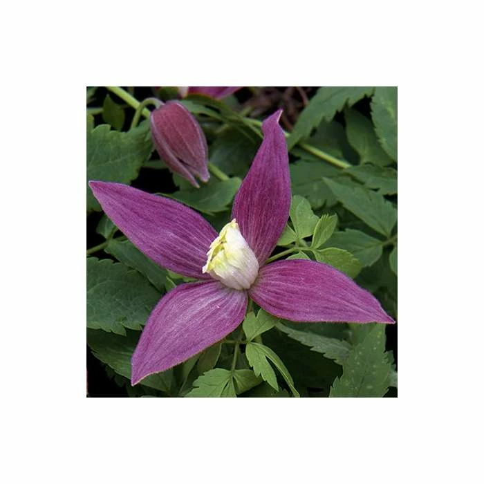 50-90cm Clematis Alpina 'Ruby' - 3L Pot - Image 4