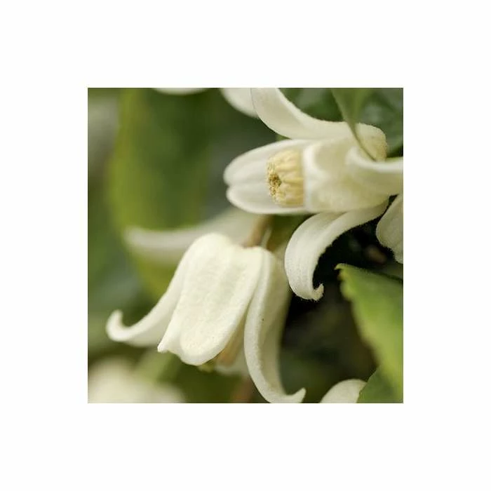 Clematis Urophylla 'Winter Beauty' - 2.5L Pot - Image 2