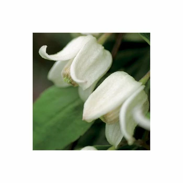Clematis Urophylla 'Winter Beauty' - 2.5L Pot - Image 3