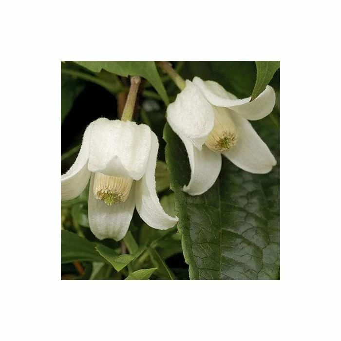 Clematis Urophylla 'Winter Beauty' - 2.5L Pot - Image 5