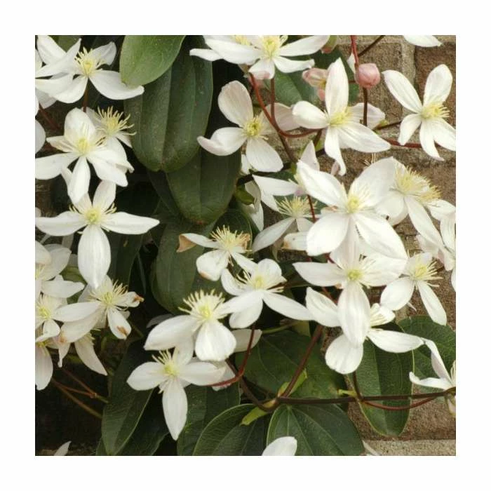 50-90cm Evergreen Clematis | 3L Pot | Clematis Armandii (C) (E)