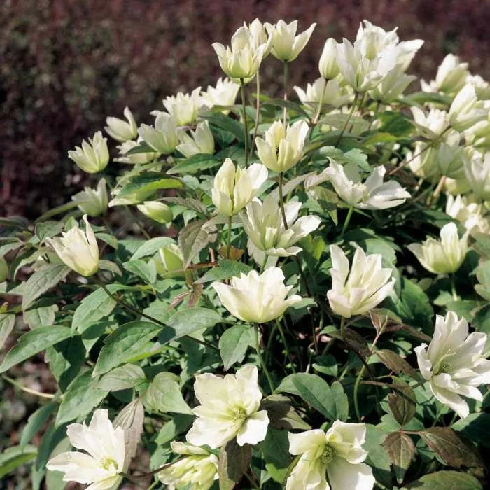50-90cm Clematis Montana 'Primrose Star' - 3L Pot