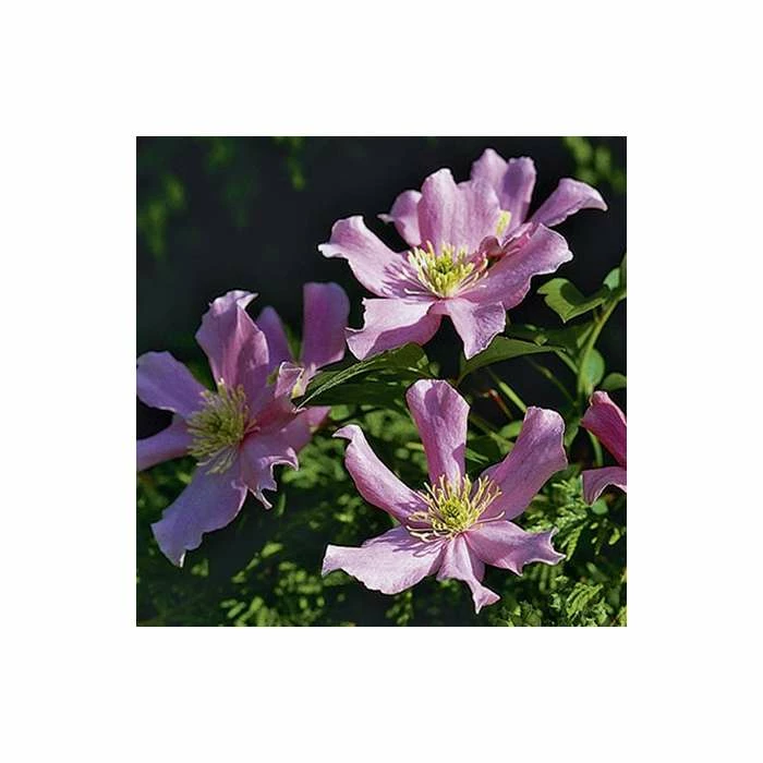 50-90cm Clematis Montana 'Pictons Variety' - 3L Pot