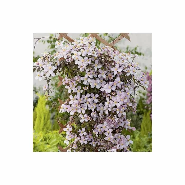50-90cm Clematis Montana 'Rubens' - 3L Pot - Image 2