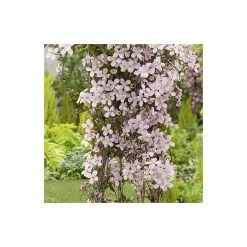 50-90cm Clematis Montana 'Rubens' - 3L Pot