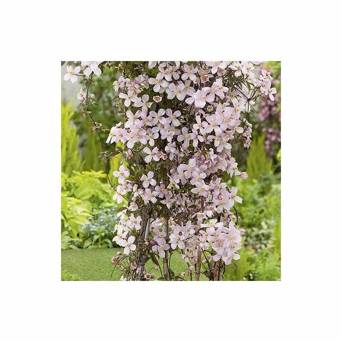 50-90cm Clematis Montana 'Rubens' - 3L Pot