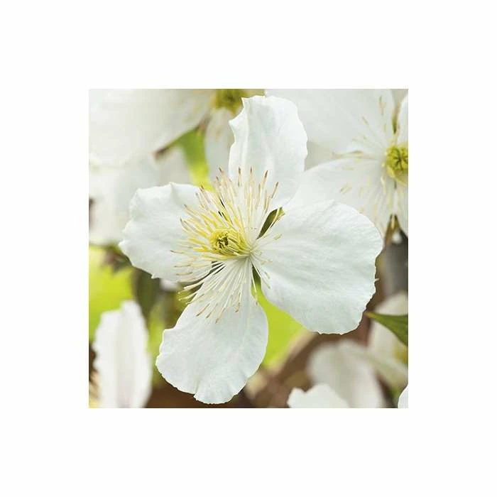 50-90cm Clematis Montana 'Grandiflora' - 3L Pot - Image 2