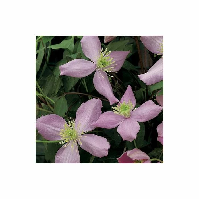 50-90cm Clematis Montana 'Fragrant Spring' - 3L Pot - Image 3