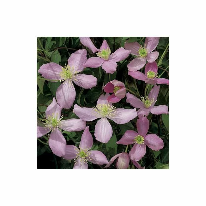 50-90cm Clematis Montana 'Fragrant Spring' - 3L Pot