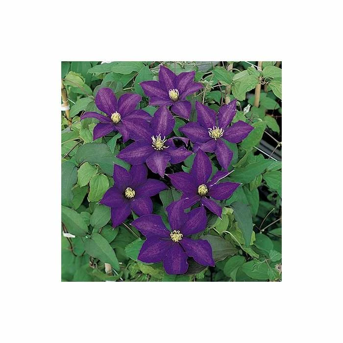 50-90cm Clematis 'Daniel Deronda' - 3L Pot - Image 2