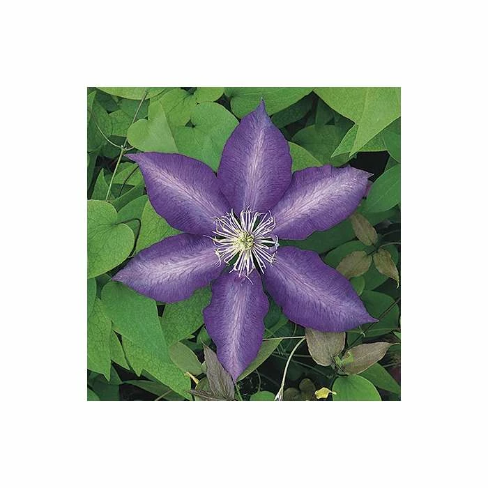 50-90cm Clematis 'Daniel Deronda' - 3L Pot - Image 3