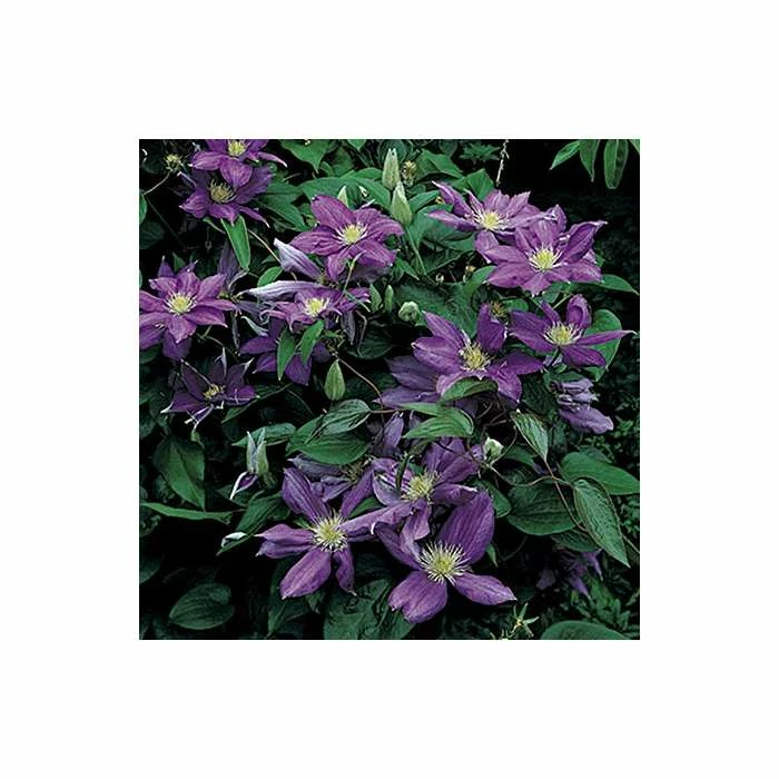 50-90cm Clematis 'Daniel Deronda' - 3L Pot - Image 4