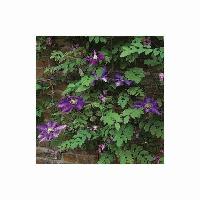 50-90cm Clematis 'Daniel Deronda' - 3L Pot - Image 5
