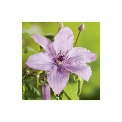 50-90cm Clematis 'Hagley Hybrid' - 3L Pot
