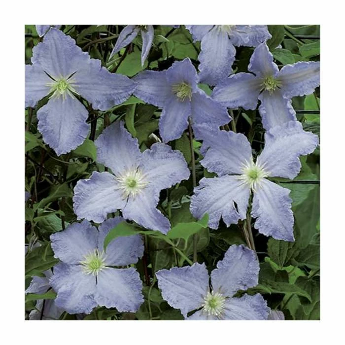 50-90cm Clematis Blue Angel (S) | 3L Pot | Blekitny Aniol
