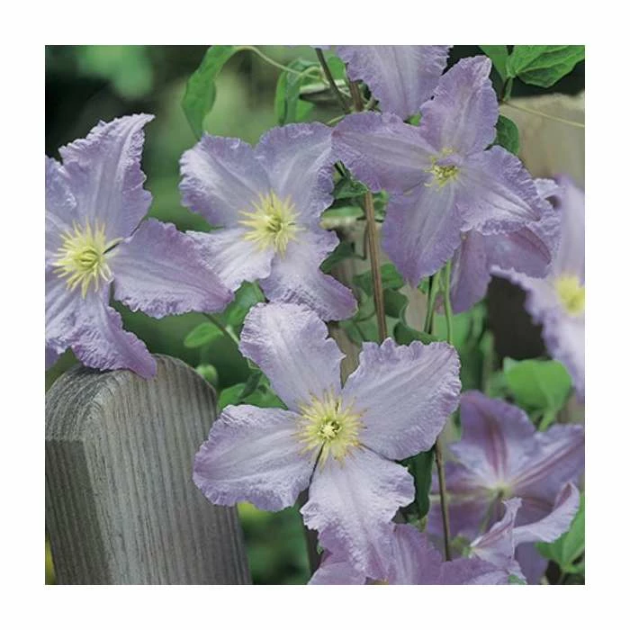 50-90cm Clematis Blue Angel (S) | 3L Pot | Blekitny Aniol - Image 2