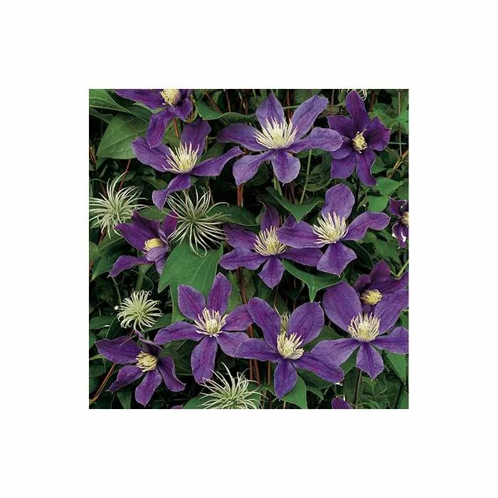 50-90cm Clematis 'Arabella' - 3L Pot - Image 2