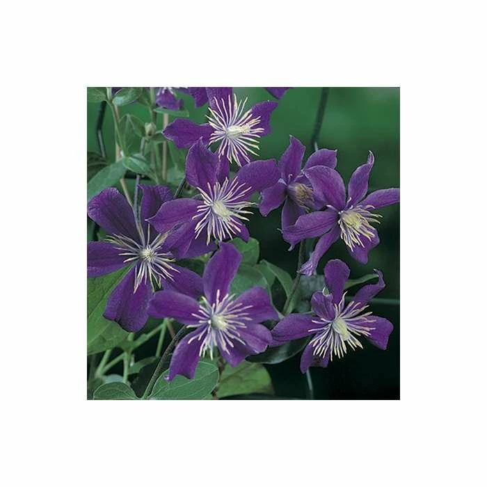 50-90cm Clematis 'Arabella' - 3L Pot - Image 3