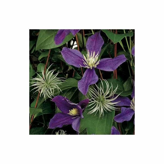 50-90cm Clematis 'Arabella' - 3L Pot - Image 4