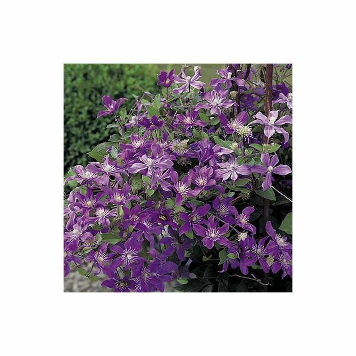 50-90cm Clematis 'Arabella' - 3L Pot - Image 5