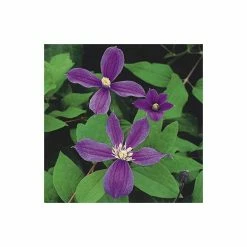 50-90cm Clematis 'Arabella' - 3L Pot