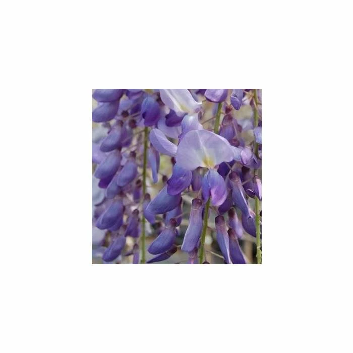 50-90cm 3ft Wisteria Brachybotrys 'Okayama' | 3L Pot | - Image 2