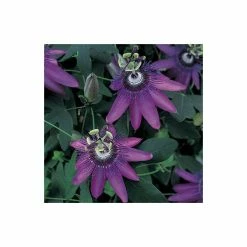 2-3ft Passiflora Amethyst 'Lavender Lady' | 3L Pot |