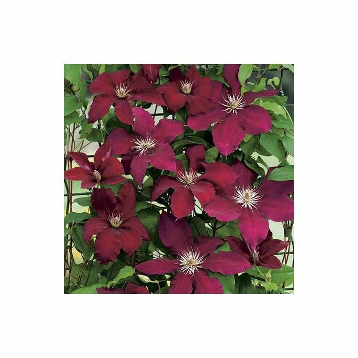 50-90cm Clematis 'Rebecca' - 3L Pot - Image 2