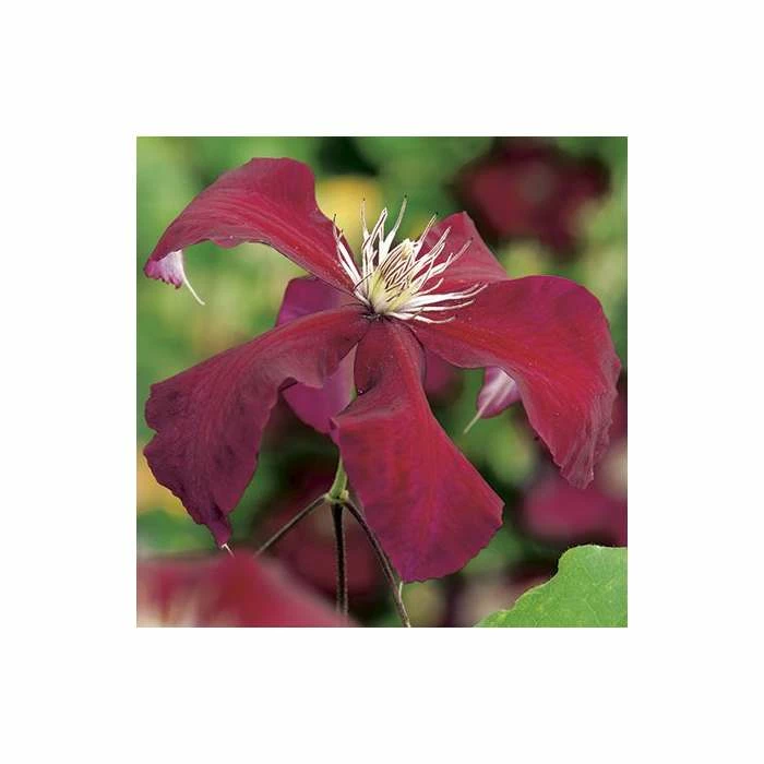 50-90cm Clematis 'Rebecca' - 3L Pot - Image 4