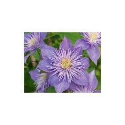 50-90cm Clematis 'Crystal Fountain' - 3L Pot