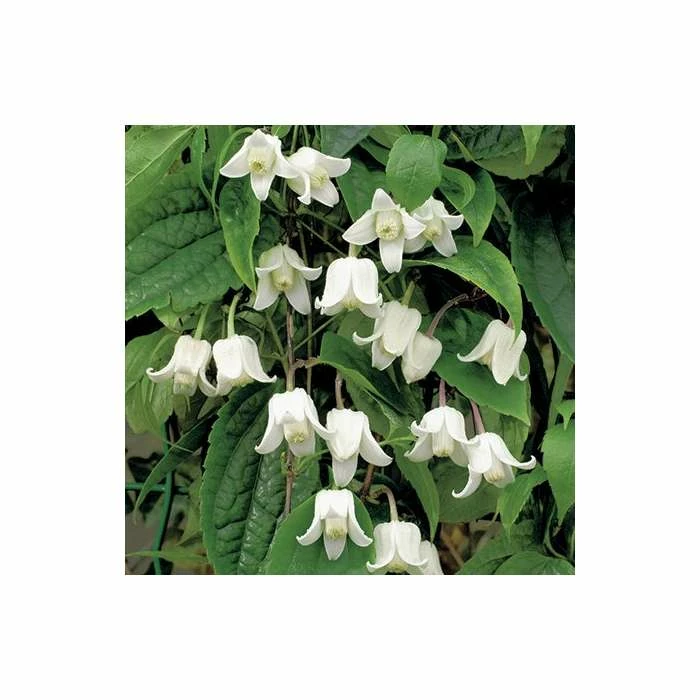 Clematis urophylla 'Winter Beauty' 2L Pot - Image 2