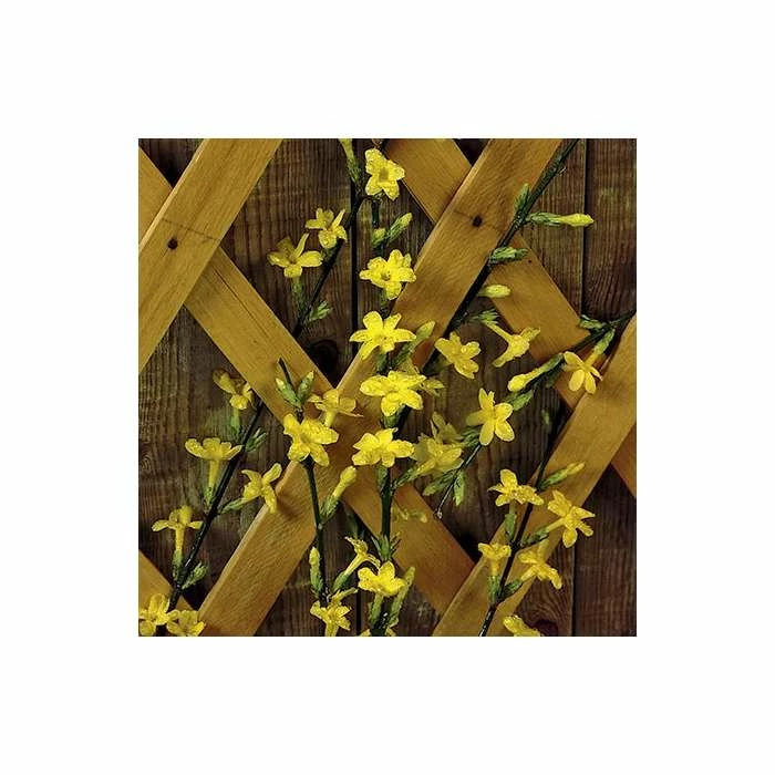 Winter Jasmine | Jasminium Nudiflorum - Image 2
