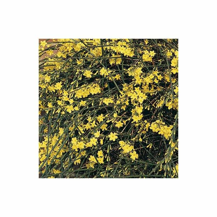 Winter Jasmine | Jasminium Nudiflorum - Image 3