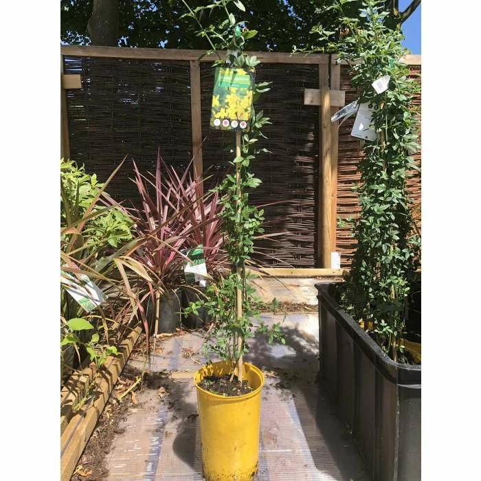 Winter Jasmine | Jasminium Nudiflorum - Image 6