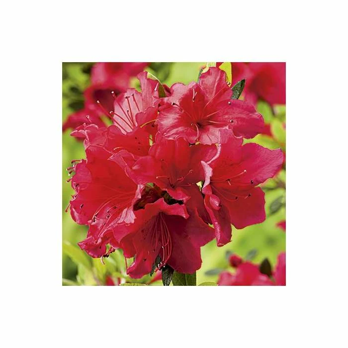 Rhododendron 'Arabesk' - Image 2