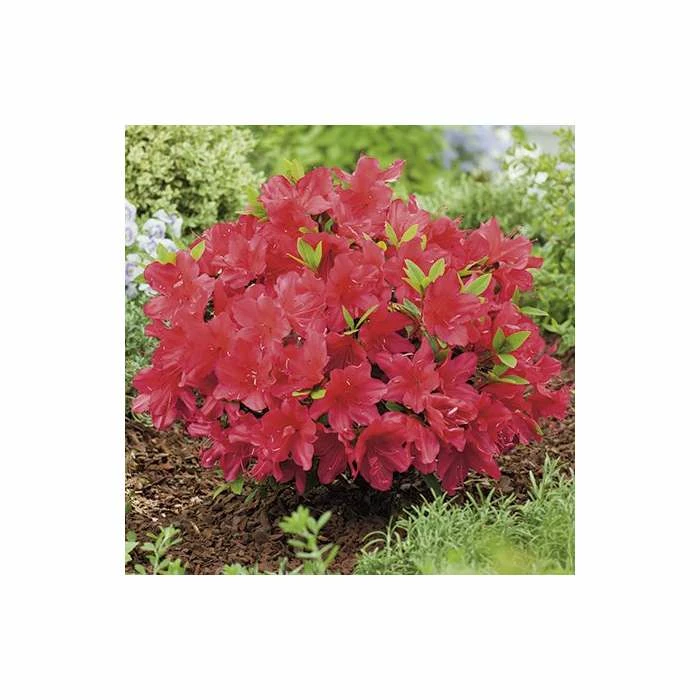 Rhododendron 'Arabesk' - Image 3