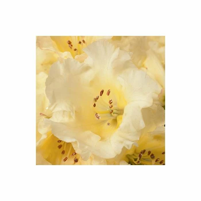 1ft Rhododendron 'Nancy Evans' | 3L Pot | Rhododendron Yakushimanum - Image 2