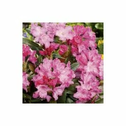 1ft Rhododendron 'Kalinka' | 3L Pot | Rhododendron Yakushimanum