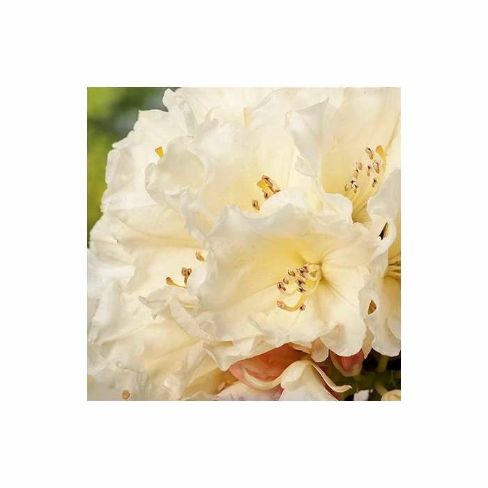 1ft Rhododendron 'Golden Torch' | 3L Pot | Rhododendron Yakushimanum - Image 2