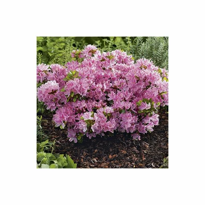 1ft Evergeen Azalea 'Kermesina Rose' |3L Pot | Azelea japonica - Image 2