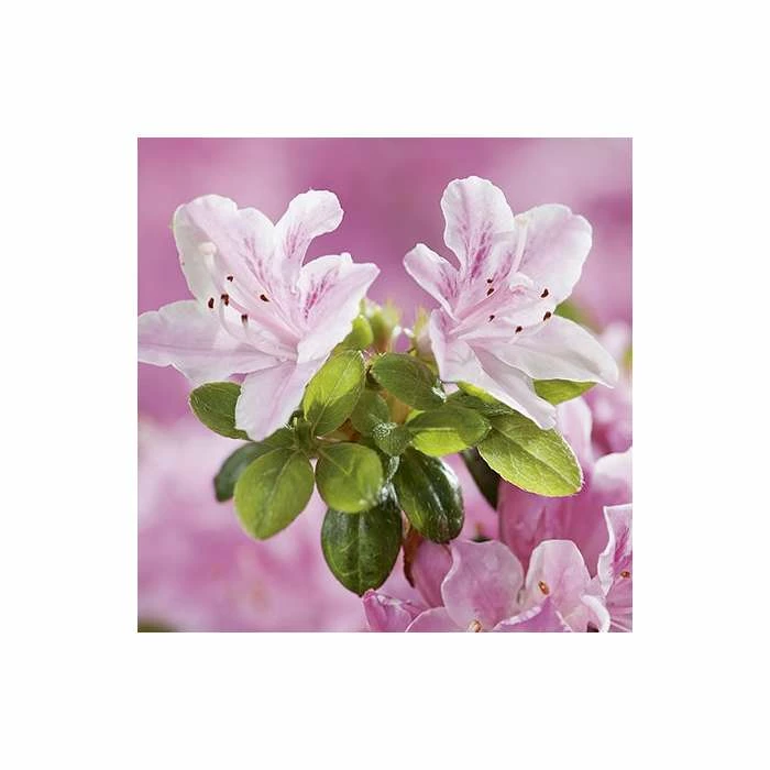 1ft Evergeen Azalea 'Kermesina Rose' |3L Pot | Azelea japonica - Image 3