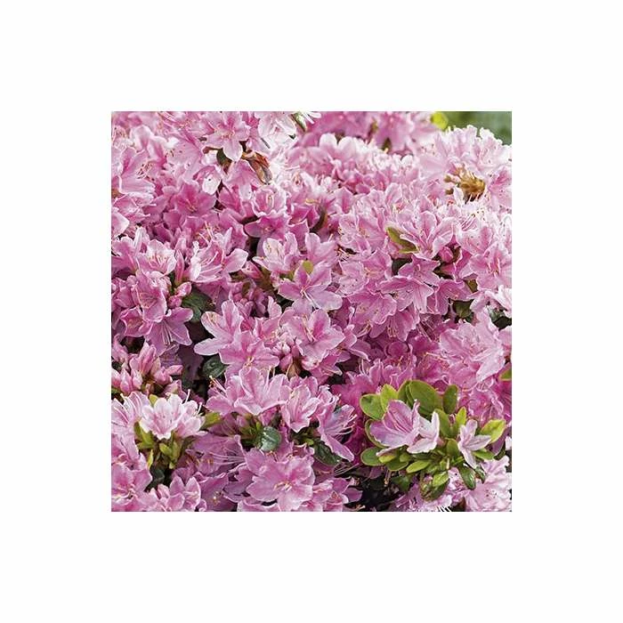 1ft Evergeen Azalea 'Kermesina Rose' |3L Pot | Azelea japonica - Image 4