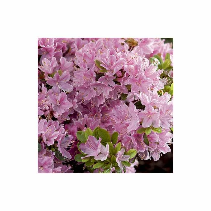 1ft Evergeen Azalea 'Kermesina Rose' |3L Pot | Azelea japonica - Image 5