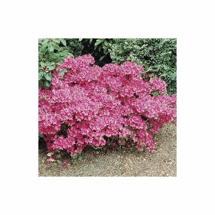 1ft Evergeen Azalea 'Kermesina Rose' |3L Pot | Azelea japonica - Image 6