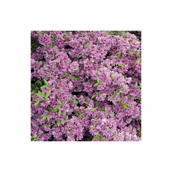 1ft Evergeen Azalea 'Herbert' |3L Pot | Azelea japonica - Image 2