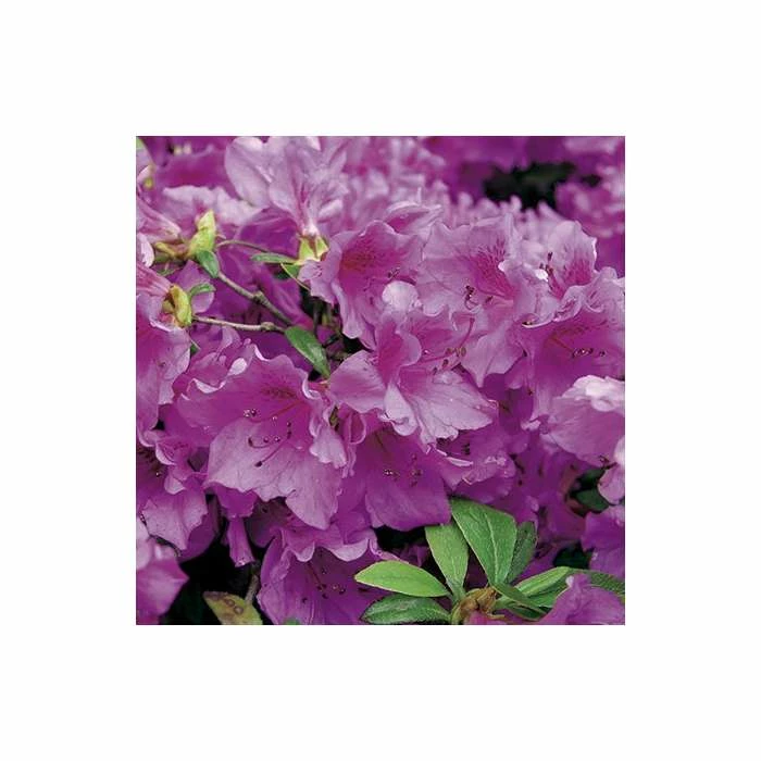 1ft Evergeen Azalea 'Herbert' |3L Pot | Azelea japonica
