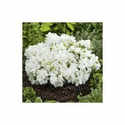 1ft Evergeen Azalea 'Pleasant White' |3L Pot | Azelea japonica