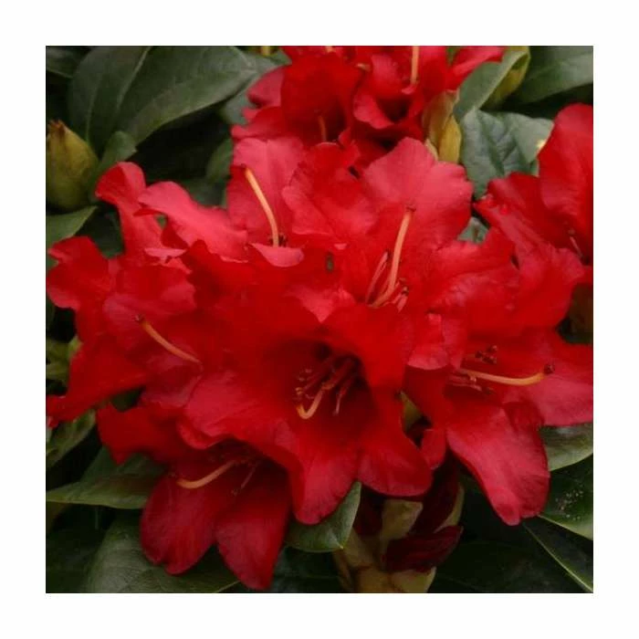 1ft Dwarf Rhododendron 'Bengal' | 3L Pot