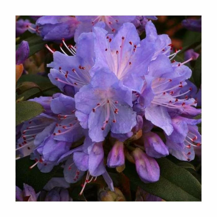1ft Dwarf Rhododendron 'Blue Tit' | 3L Pot
