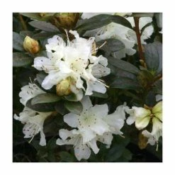 1ft Dwarf Rhododendron 'Cream Crest' | 3L Pot